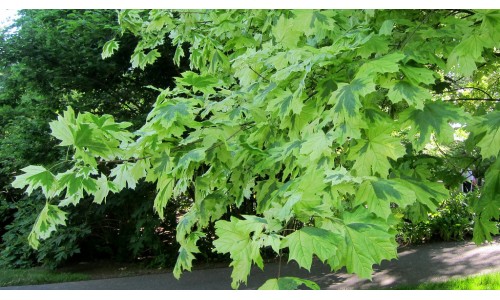 Acer 'Drummondii' (platanoïdes) - Érable de Norvège panaché